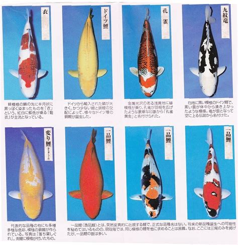 紅白鯉魚|錦鯉の種類 人気品種は？錦鯉の違い・見分け方を徹底解説！ 